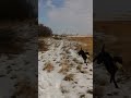 Dakota Searching and Retrieving - Cobb Lake