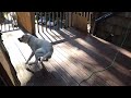 How to spin your dog with a leaf blower! IT REALLY WORKS!