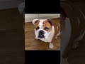 Owning An English Bulldog - A Day In The Life Of English Bulldog