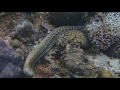 Sea snake try to eat his killed moray