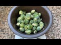 Growing Brussel Sprouts in Small Containers [Planting to Harvest]