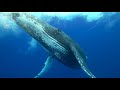 Humpback whales of the South West Pacific in 4K