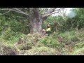 395 XP Husqvarna, Pushing and felling dangerous trees with an excavator part 2