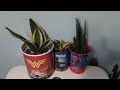 House Plant Tour PART 2!!! Living room, bathroom Spring 2019