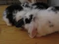 My Rabbits kids 6 weeks old