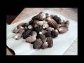 2024 Morel Mushroom Hunt #1 #mushroom  #morel