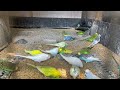 Let’s hang out with Budgies | BUDGIES EATING FOOD | Mealtime with the Pets