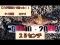 【穴釣り】大漁に釣れた！根魚の宝庫！ホームは、凄かった！！