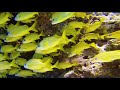 Diving Cozumel Mexico ! Exploring the Money Bar Reef !