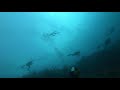 Nassau Bahamas SCUBA Dive Sand Chute with Stuart Cove's 20191020