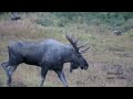 Huge Bull Moose In The Rut: What's Going To Happen Next?