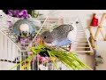 Amazing clip compilation of happy budgies, bird watch for pets, cat TV #budgies #parakeet #parrot