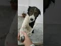 Apollo the Dog doing handshake #shorts #dog