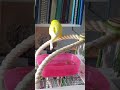 Budgie sings a happy song