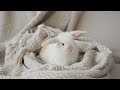 EXTREMELY SOOTHING - Music for Anxious Rabbits - Soothe & Sleep 🐰💤