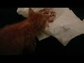 Cute little kitten gets chicken. kids  want to know a way to make friends with a kitten like plz(2)