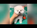 Cute Pomeranian Puppies Doing Funny Things #20 🐶😅 Cute and Funny Dogs 2024