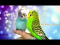 Rip Cookie the budgie😔 | alenaxp