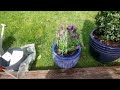 potting a lavender.