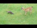 Otter Plays With Baby Deer.