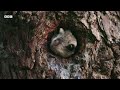 Baby Flying Squirrel Takes Flight for the First Time | Mammals | BBC Earth