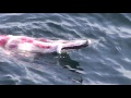 Killer Whales Ambush A Pod of 1,000 Dolphins