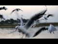 Flock of Flamingo birds foraging 🦩 | Flamingos marching | Wetland birds | Relaxing Nature videos