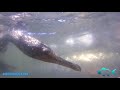 220LB Tarpon Smashes and Nearly Breaks GoPro then Redfish - Slow Motion Clip  - Pete's Pier