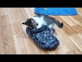 Kitten playing with a slipper