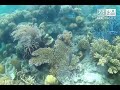 Snorkeling in Pass Island, Coron