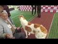 Dog Show 2024 , Bhopal . All India all Breeds. #dogshow #vlog