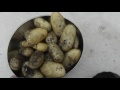 Potatoes in Smart Pot - Harvest - Πατάτα σε γλάστρα