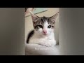 Funniest Cats And Dogs Videos 2024😛You Laugh You Lose 🐶