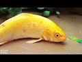 무지개 물고기 Satisfying Stop Motion Colorful Catfish Eggs Carp Fishing - 화려한 잉어 잉어 낚시 | 재미있는 스톱 모션 만화