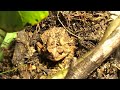 My Toad eating Meal Worms..