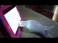 Parrot playing with the tablet