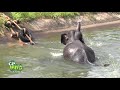Wild Elephant Fallen to a canal.| Amazing Moments Of Rescue Wild Elephant