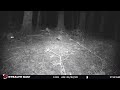 Startled fox ; watch his expressions at the roar in the forest