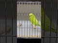 washington budgie society rare bench entry 7/27/2024