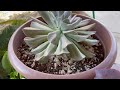 Succulent Bloom, How to remove succulent flower stalk and what to do with it #succulent flower