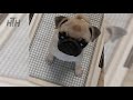 Pug Puppies 😍 Cute Pug Puppy Videos