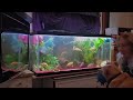 Feeding Cichlids Live Cricket Dinner