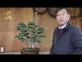 Shinpaku Replanting Explained - Introduction of Root Tightening Methods for Different Way -