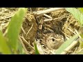 Sparrow Bird Hatching Eggs in Nest. #sparrow #birds #nest #hatching #villagephotography