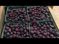 How to grow GREAT Blueberries - YUM!