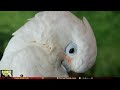 Indie Birb Cafe [Vol. 3] Calm Indie Folk Songs for Birds | Parrot Town TV for Your Bird Room