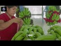 famous video about best banana growing techniques on different fruits