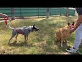 Reactive cattle dog socialized in one session.