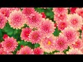 Vivaldi - The Four Seasons: Spring (La primavera) / Classical Music for Your Soul