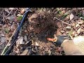 History Found in the Woods Metal Detecting! #mondaydigs #minelabequinox800 #metaldetecting